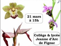 foto di Orchidées du Lot et d'ailleurs