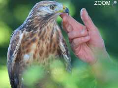 Foto Photo Nature - Prise de vue sur rapaces dressés